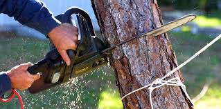 Best Tree Removal  in San Elizario, TX