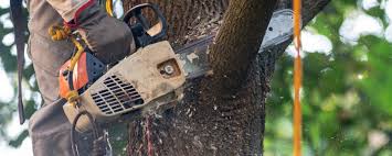 Best Tree Maintenance Programs  in San Elizario, TX