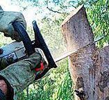 Best Hedge Trimming  in San Elizario, TX