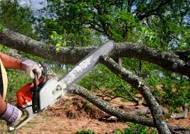 Tree and Shrub Care in San Elizario, TX