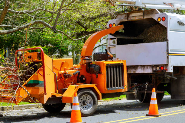 San Elizario, TX Tree Services Company