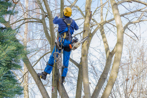 Best Lawn Maintenance Plans  in San Elizario, TX
