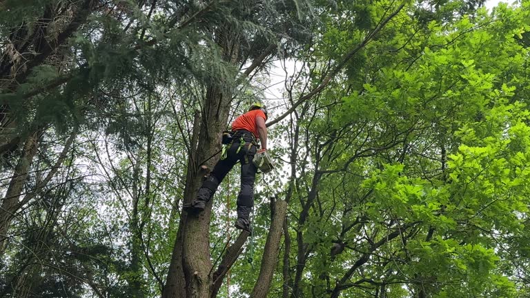 Best Tree Cabling and Bracing  in San Elizario, TX