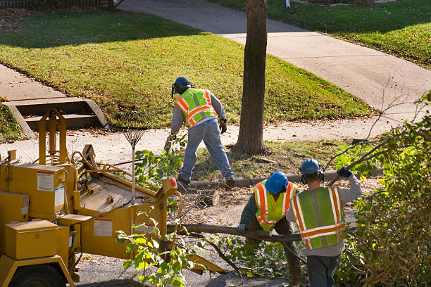 How Our Tree Care Process Works  in  San Elizario, TX