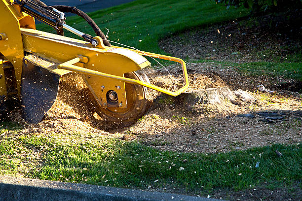 Best Lawn Pest Prevention  in San Elizario, TX
