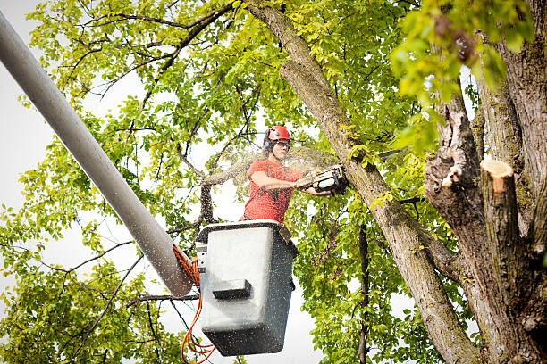 Best Root Management and Removal  in San Elizario, TX