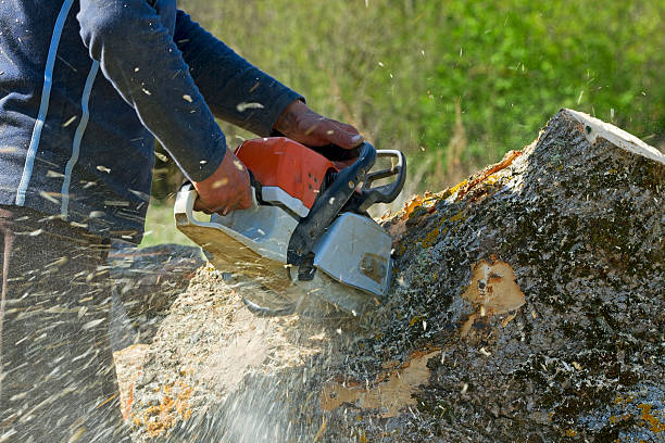 Best Emergency Tree Removal  in San Elizario, TX