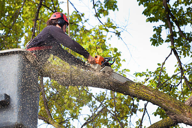 Best Tree Mulching  in San Elizario, TX